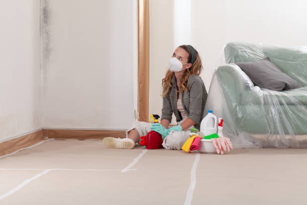 Reliable Mold Remediation contractor in Canton, MA by Mold Remediation HQ